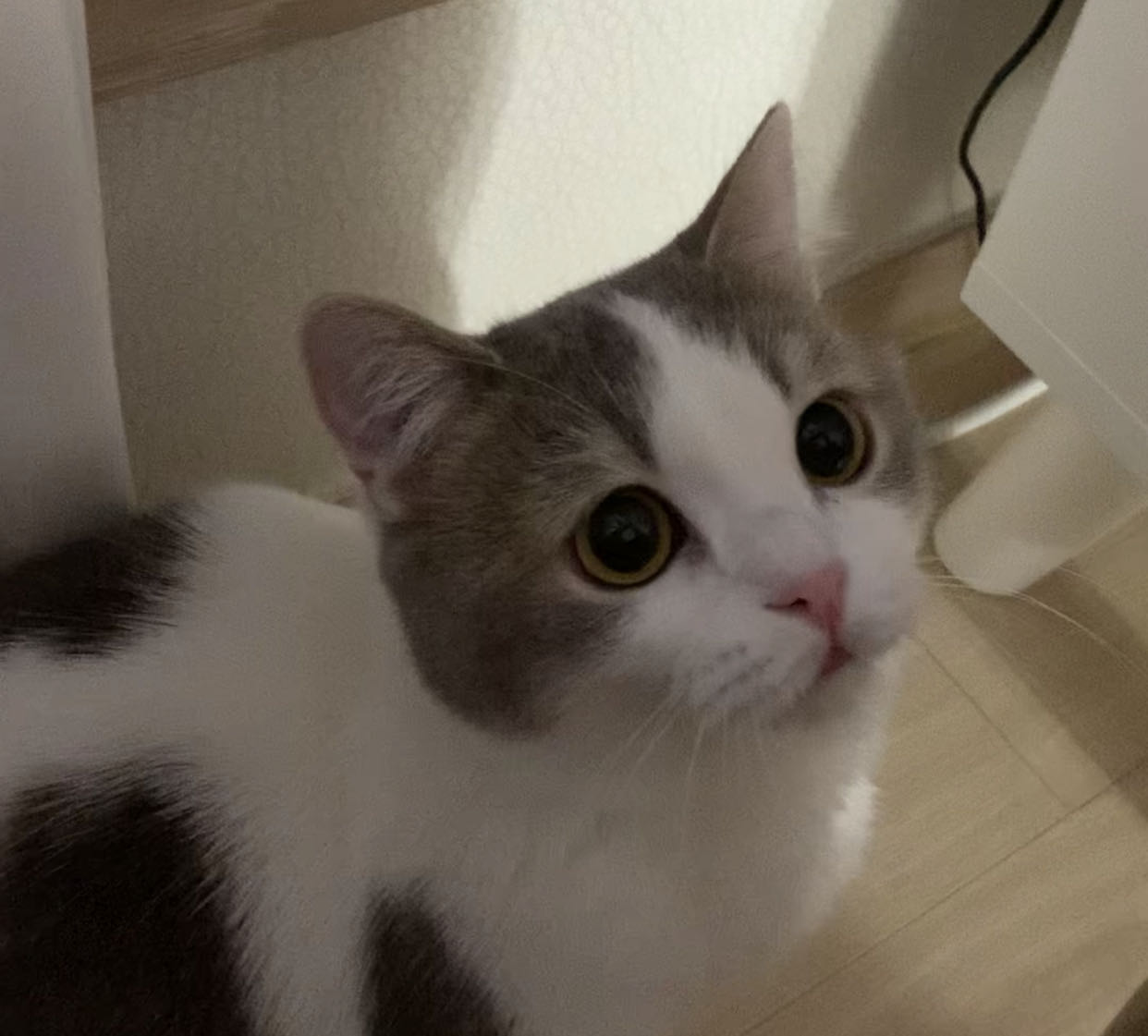 CUTECAT 프로필 이미지
