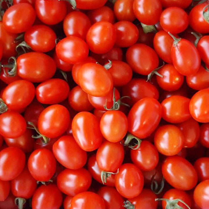 tomato 프로필 이미지